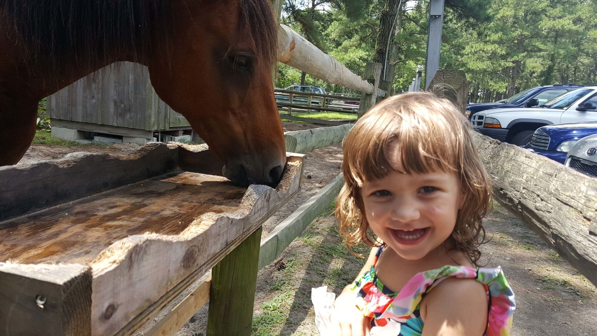 Someone is  very  excited to be face-to-face with a Chincoteague pony!