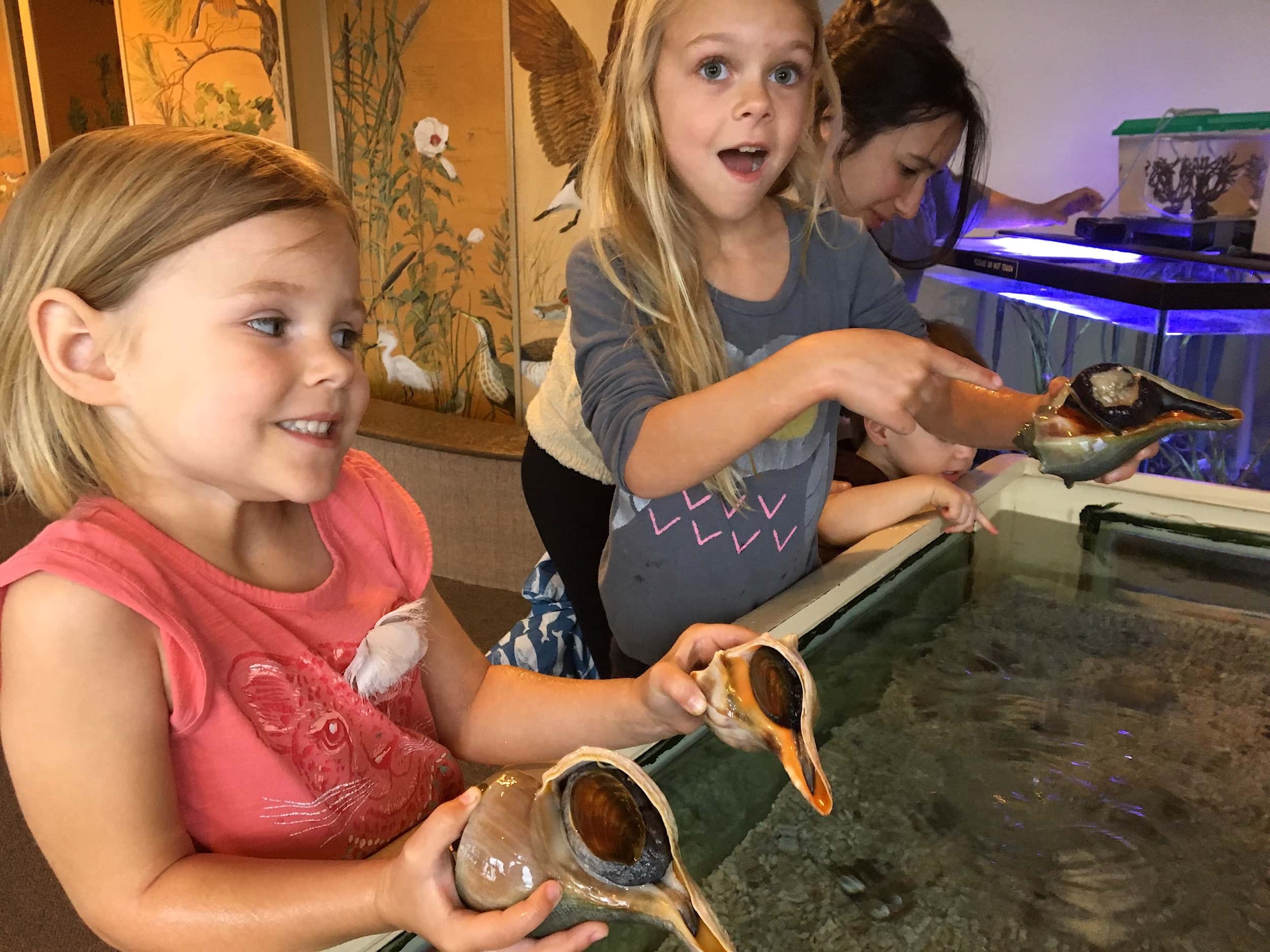 Touch tank delight at the Tom's Cove Visitor Center on Assateague. (Photo by  A Manner of Traveling )